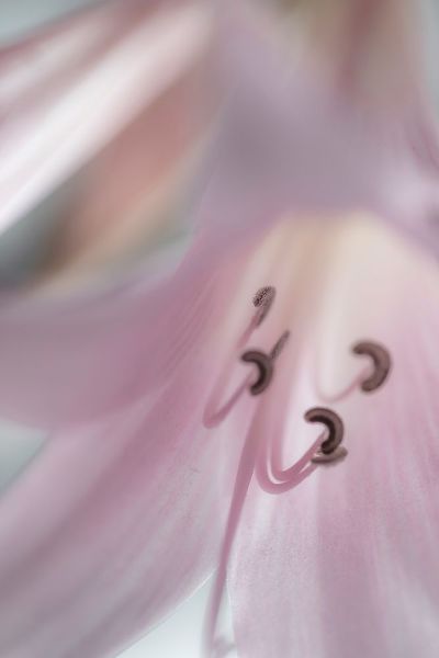 Washington-Seabeck Pale pink lily close-up